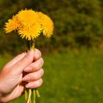 Paardenbloem, een natuurlijk medicijn? Wat is hier van waar?