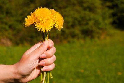 Paardenbloem, een natuurlijk medicijn? Wat is hier van waar?