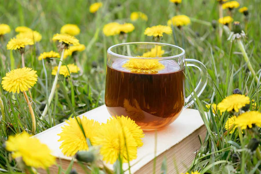 Paardenbloementhee van gedroogde paardenbloem, goed voor de gezondheid!