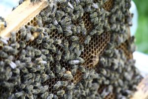 honing-bijen