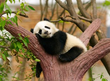 slapende reuzenpanda baby