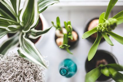 Luchtzuiverende planten in de slaapkamer of in de woonkamer.
