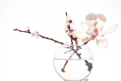 Magnolia gezond?
