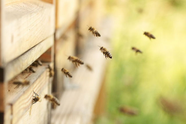 bijen-kast-koudgeslingerde-honing-gezond