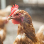 Duurzaamheid - eieren - beter kip leven - rondeel
