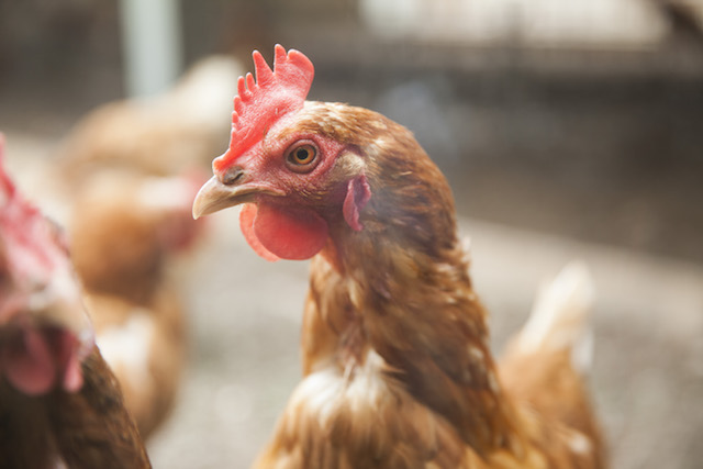 Duurzaamheid - eieren - beter kip leven - rondeel