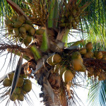 Kokosolie multifunctioneel