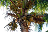 Kokosolie multifunctioneel