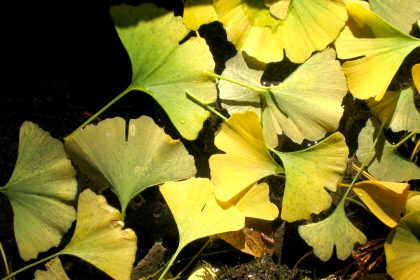 ginkgo biloba boom