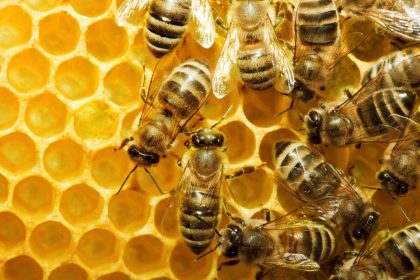 Honing als natuurlijk medicijn