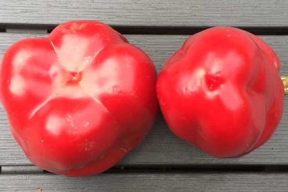 Mannelijke of vrouwelijke paprika?