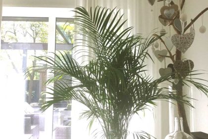 Planten die goed voor je gezondheid zijn