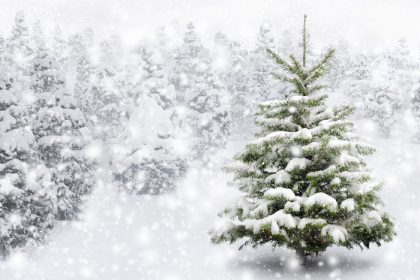 Kerstboom, denneboom, gezellig en gezond