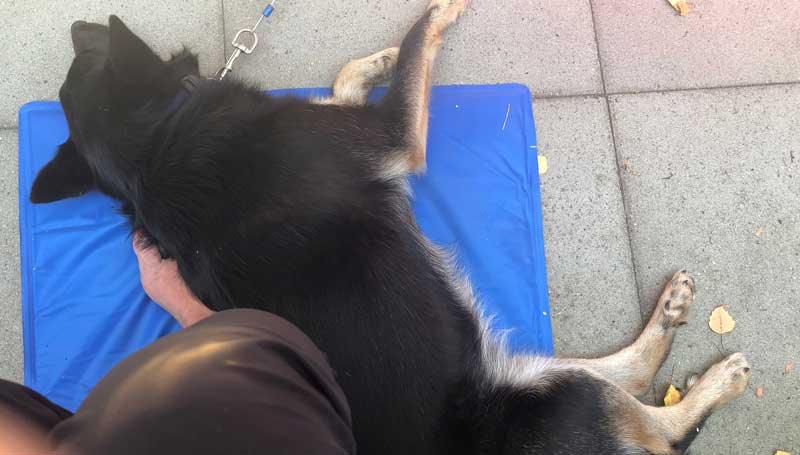Koelmat hond, ook voor mensen lekker tijdens warme dagen