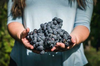 Resveratrol, invloed op buikvet en het coronavirus