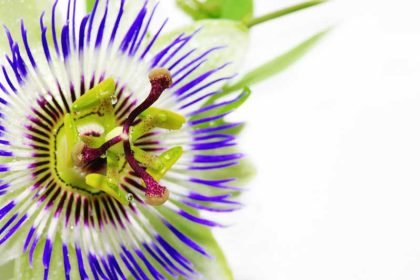 Natuurlijke slaapmiddelen