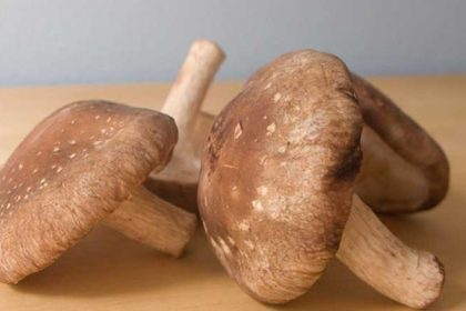Gezonde werking shiitake