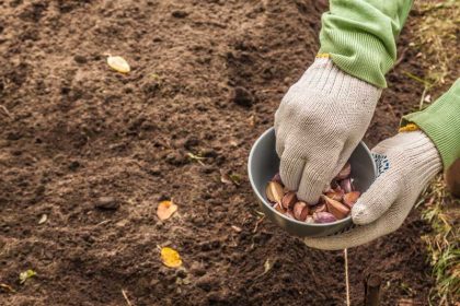 Gezonde voeding uit eigen tuin