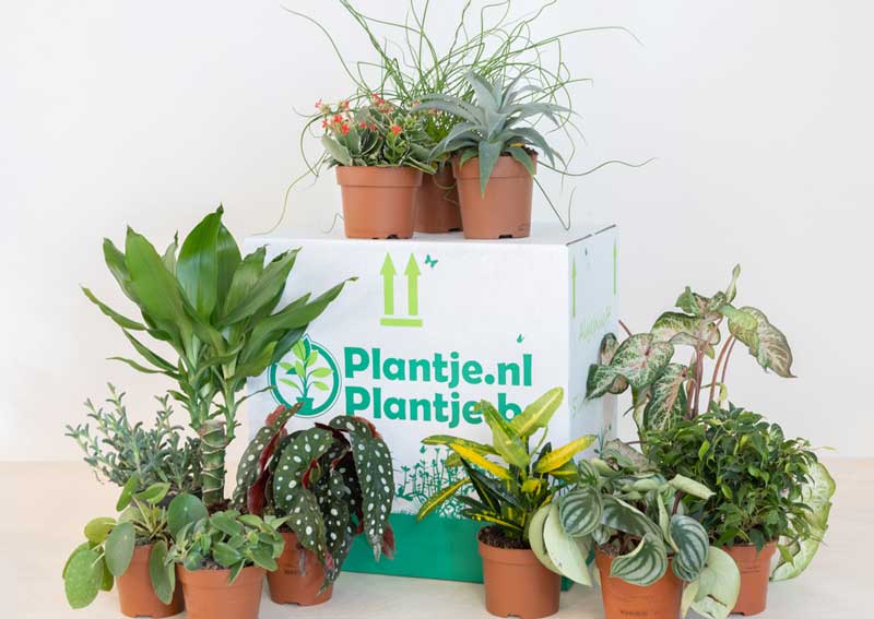 Gezonde, originele en duurzame cadeautjes: de planten-kneusjes!
