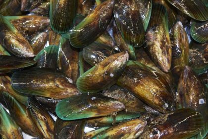 Groenlipmossel gezond?