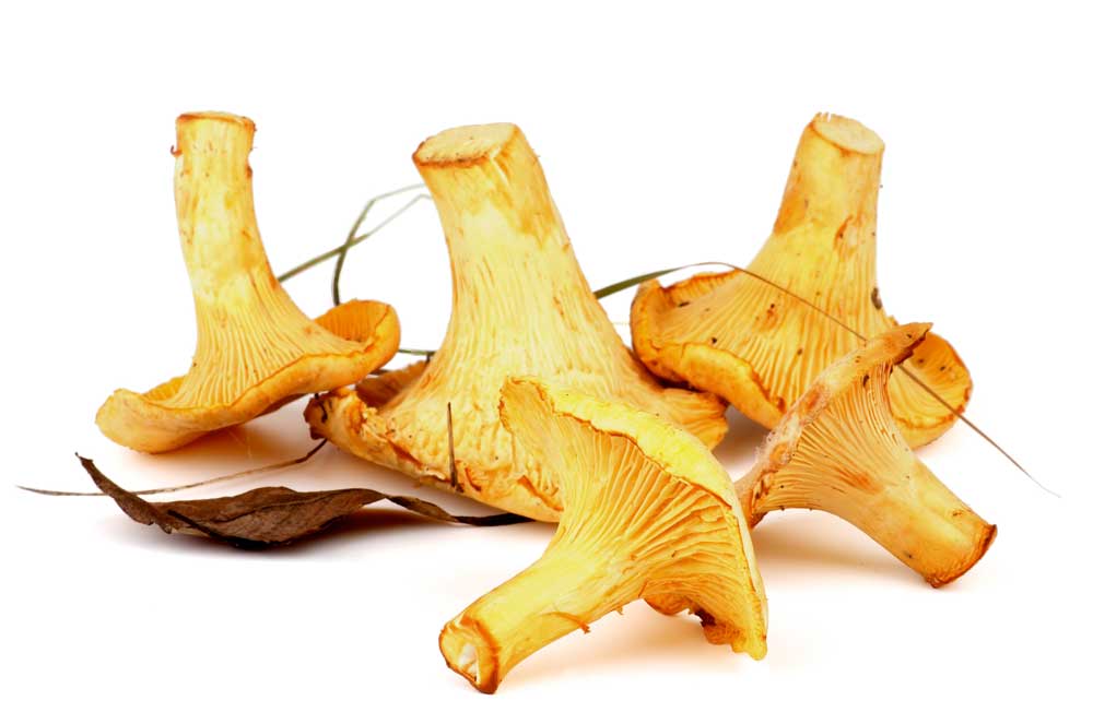 Gezondste paddenstoelen: hoe gezond is de cantharel?