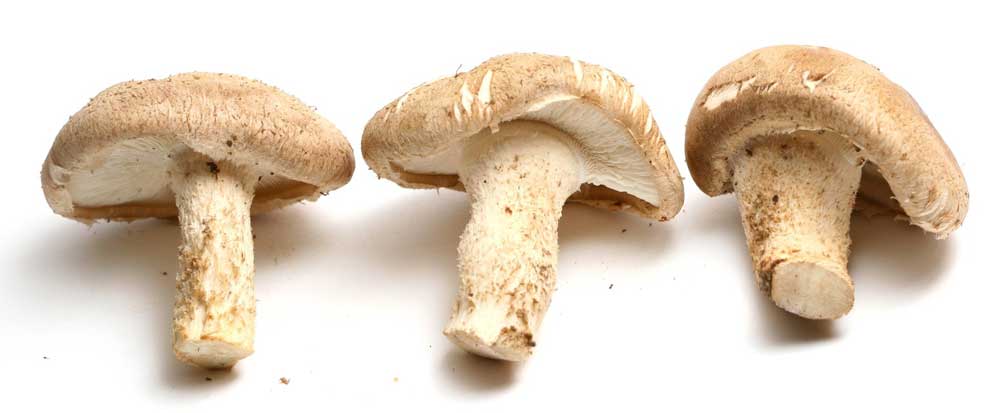 Gezonde paddenstoelen: shiitake