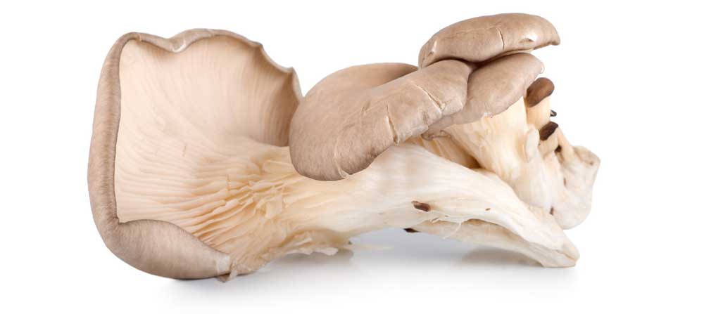 Gezondste paddenstoelen: Oesterzwam