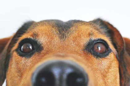 Waarom is een hond goed voor je gezondheid?