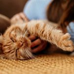 Huisdieren, goed voor je geluksgevoel en gezondheid