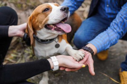 Is een hond gezond of ongezond?