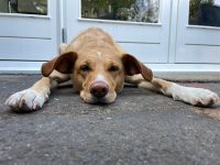 Stress bij honden, stress bij de baas...