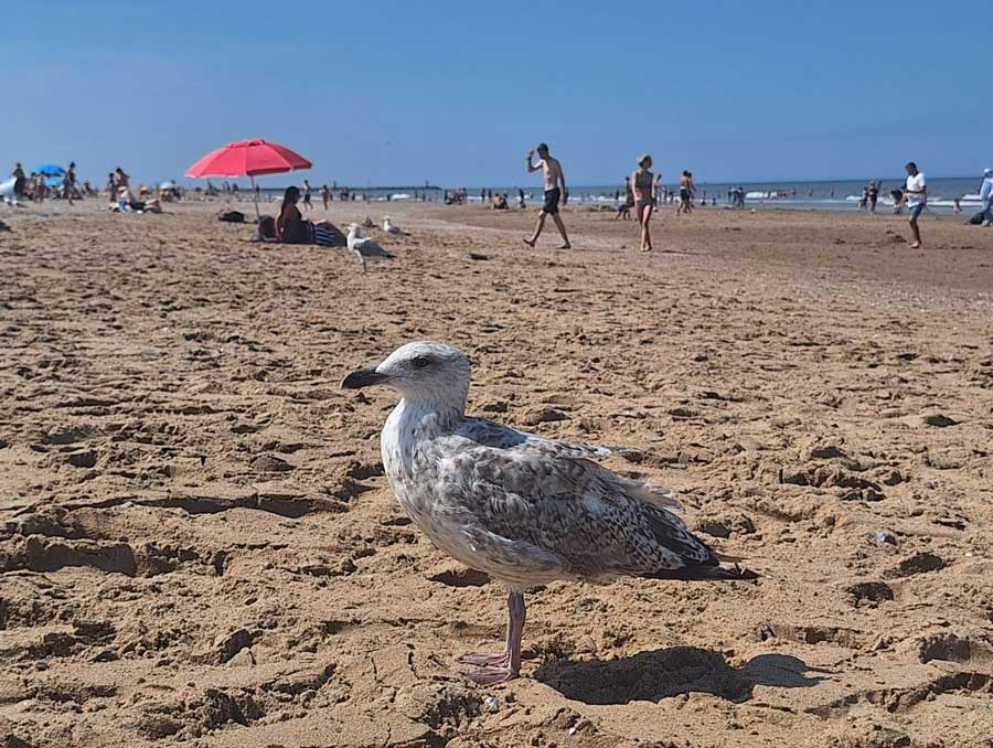 Het strand maakt mij gelukkig (Emily). Op de foto een zeemeeuw op het strand