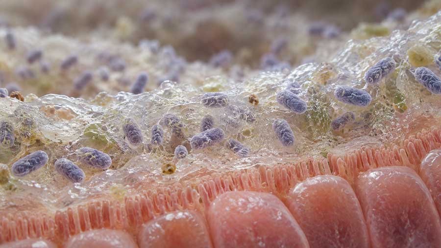 Illustratie van de akkermansia bacterie in de darm